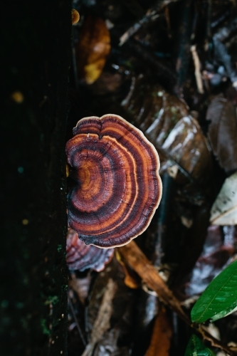 Brown fungus growing in the rainforest - Australian Stock Image
