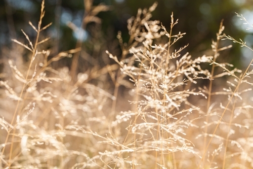 Brown grass stalks and seed head on roadside - Australian Stock Image