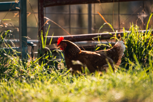 Brown hen grazing around fenced grass field in backyard - Australian Stock Image