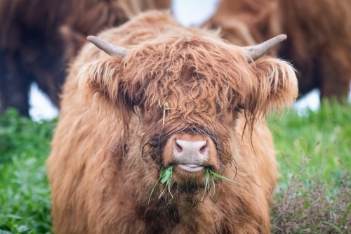 Brown highland cow chewing on grass looking at camera