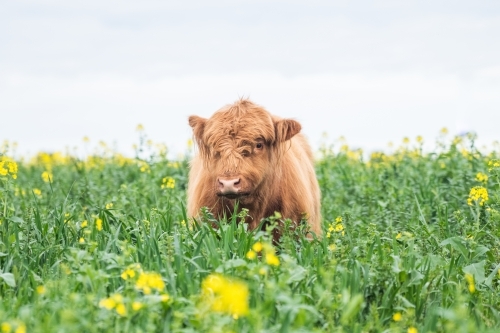 Brown highland cow standing in pasture with yellow flowers looking at camera - Australian Stock Image