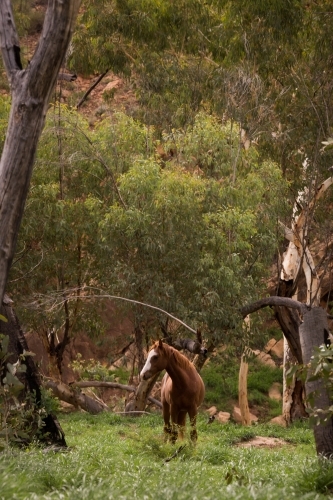 Chestnut horse standing in a field surrounded by trees - Australian Stock Image