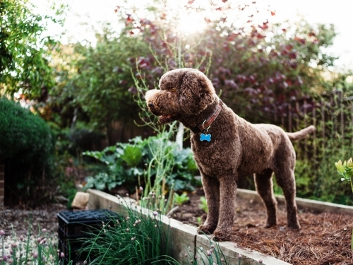 Brown Italian water dog standing in in a raised garden bed look off into the distance. - Australian Stock Image