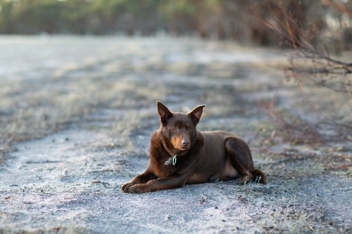 brown kelpie dog outdoors lying on the dirt - Australian Stock Image