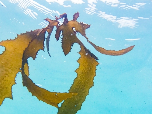 Brown seaweed floating in blue water with sun glistening above - Australian Stock Image