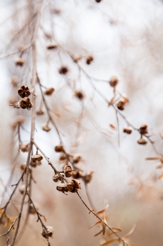 Brown seed pods open up after bushfire - Australian Stock Image