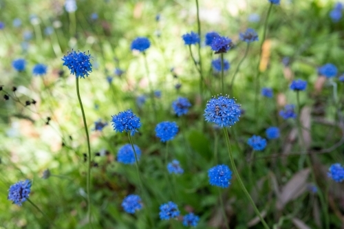 Brunonia australis flowers - Australian Stock Image