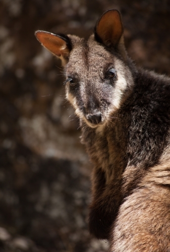 Brush-tailed Rock Wallaby looking at camera - Australian Stock Image