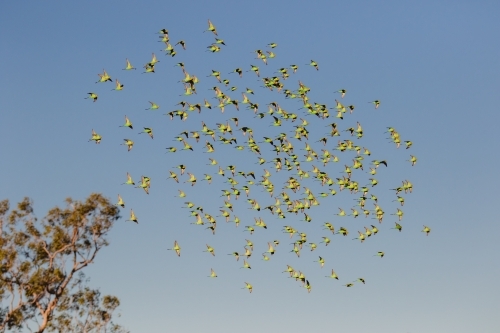 Budgerigar flying overhead - Australian Stock Image