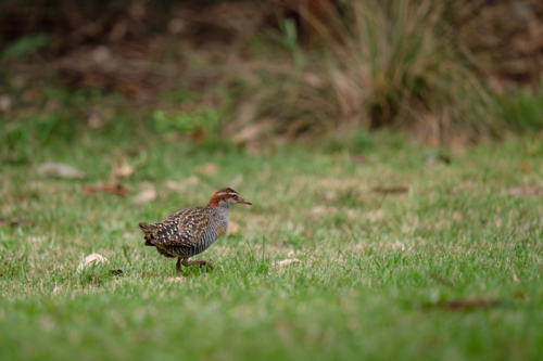 Buff-banded rail foraging on the grassy field. - Australian Stock Image