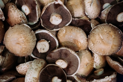 Bulk lot fresh raw mushrooms - Australian Stock Image