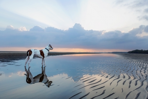 Bull Arab greets the sunrise at Nudgee Beach QLD - Australian Stock Image