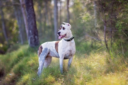 Bull arab outdoors in early morning light in bushland. - Australian Stock Image