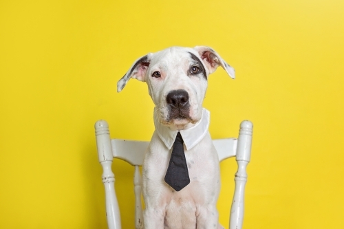 Bull Arab puppy wearing a tie on a yellow background - Australian Stock Image