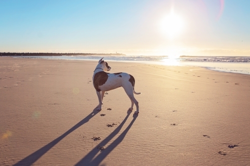 Bullarab on the surf beach at the Gold Coast - Australian Stock Image