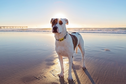 Bullarab on the surf beach at the Gold Coast - Australian Stock Image