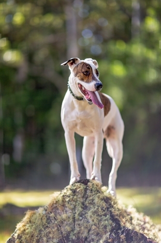 Bullarab standing on fallen tree in cattle paddock - Australian Stock Image