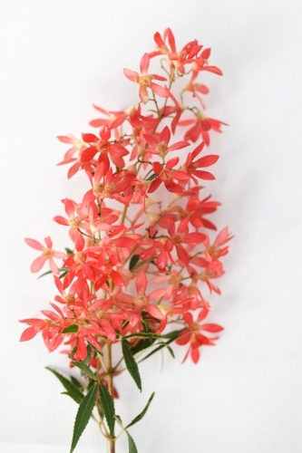 Bunch of Australian Christmas Bush on a white background - Australian Stock Image