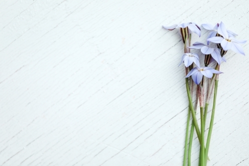 Bunch of blue star flowers on white wooden background with copy space - Australian Stock Image