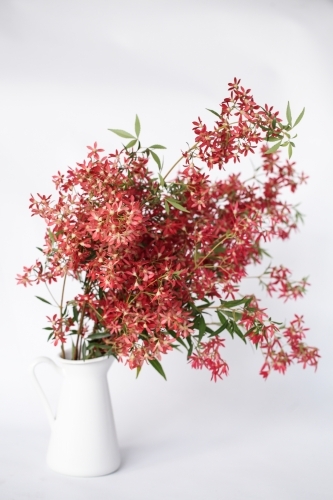 Bunch of Christmas Bush in a white vase - Australian Stock Image