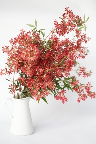 Bunch of Christmas Bush in a white vase - Australian Stock Image