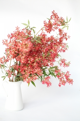 Bunch of Christmas Bush in a white vase - Australian Stock Image