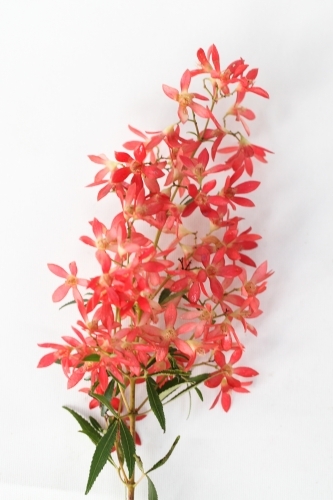 Bunch of Christmas Bush on a white background - Australian Stock Image