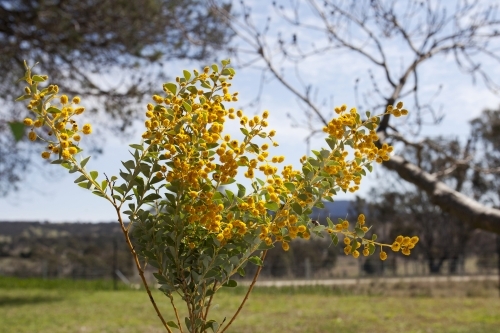 Bunch of wattle with country landscape in background - Australian Stock Image