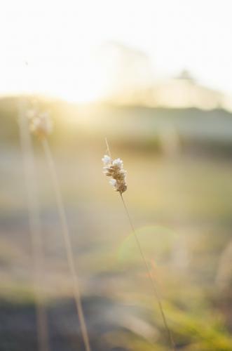 Bunny tail grass seed head in the afternoon sunlight - Australian Stock Image