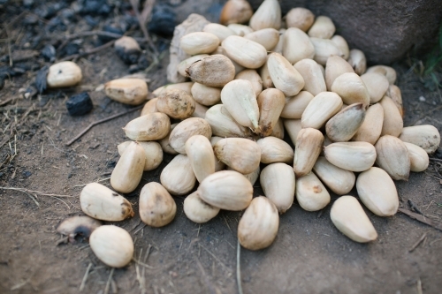Bunya nuts - Australian Stock Image