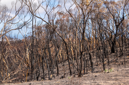 Burnt and blackened trees in bushland after the bushfire - Australian Stock Image