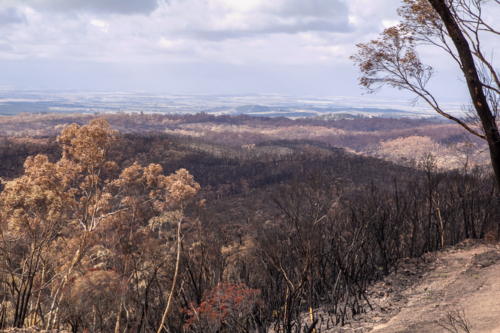 Burnt charred tree and bushland after the bushfire - Australian Stock Image