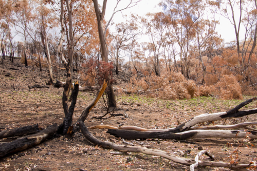 Burnt charred tree trunks and bushland after the bushfire - Australian Stock Image