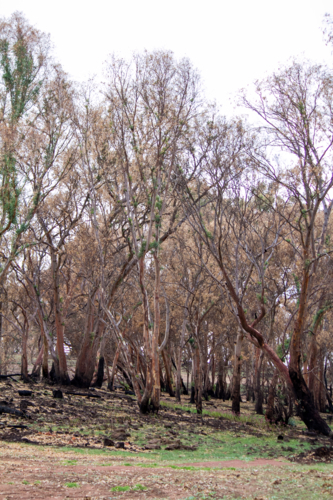 Burnt charred tree trunks and bushland after the bushfire - Australian Stock Image