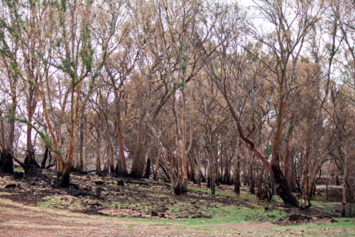 Burnt charred tree trunks and bushland after the bushfire - Australian Stock Image