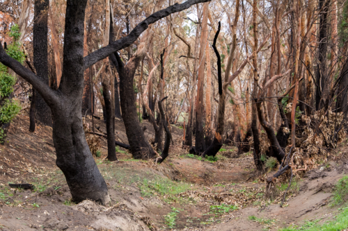 Burnt charred tree trunks and bushland after the bushfire - Australian Stock Image