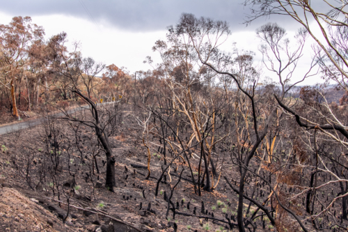 Burnt charred tree trunks and bushland after the bushfire - Australian Stock Image