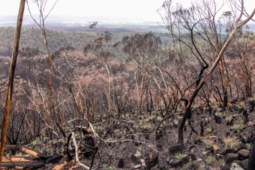 Burnt charred tree trunks and bushland after the bushfire - Australian Stock Image