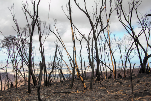 Burnt charred tree trunks and bushland after the bushfire - Australian Stock Image