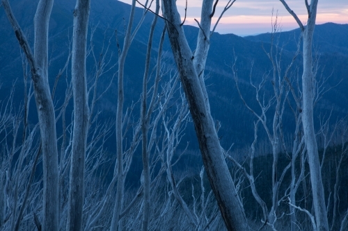 Burnt tree skeletons against blue dusk mountainside - Australian Stock Image