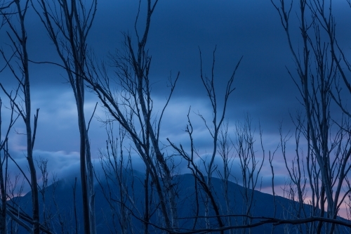 Burnt tree skeletons and mountain against blue evening sky - Australian Stock Image