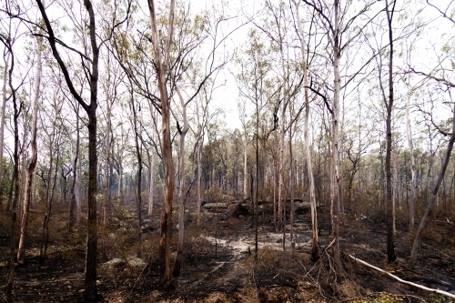 Burnt trees and charred land after backburning in Bulga - Australian Stock Image