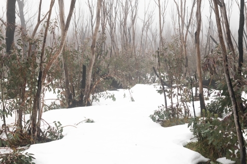 Burnt trees in the snow at Kosciuszko National Park - Australian Stock Image