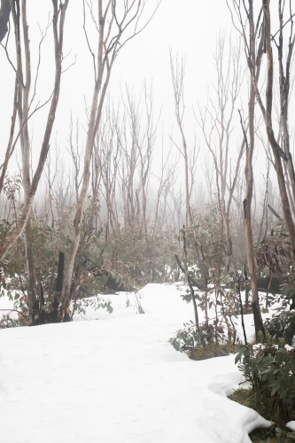 Burnt trees in the snow at Kosciuszko National Park - Australian Stock Image