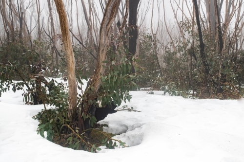 Burnt trees in the snow at Kosciuszko National Park - Australian Stock Image