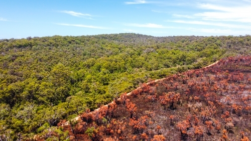 Bush fire aftermath drone shot in western Australia. One side of road healthy and green other burnt - Australian Stock Image