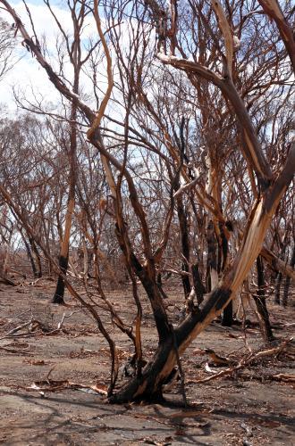 Bush landscape after bushfire - Australian Stock Image