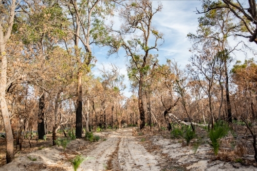 Bush track through the outback after bushfires - Australian Stock Image