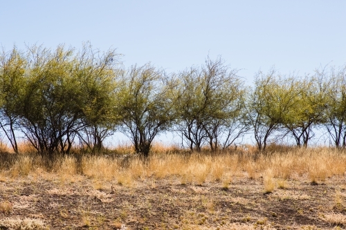 Bushes on Horizon - Australian Stock Image