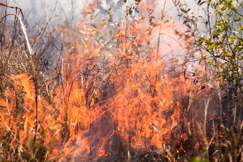 Bushfire travelling through bushland - Australian Stock Image